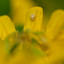 Berlin/Botanischer Garten/DSC_1178.JPG